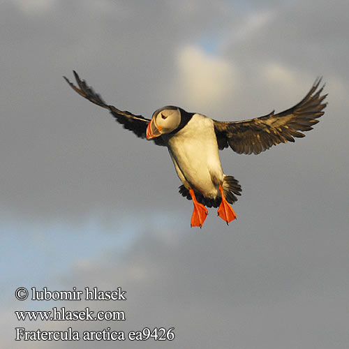 Fratercula arctica Pulcinella mare Lunde Lunnefågel Тупик ニシツノメドリ Papagaio-do-mar Mníšik bielobradý vysokozobý Maskonur Puffin Papageitaucher Macareux moine Frailecillo Atlántico papuchalk ploskozobý Lunde Papegaaiduiker