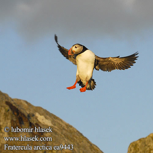 Fratercula arctica Lunde Lunnefågel Тупик ニシツノメドリ Papagaio-do-mar Mníšik bielobradý vysokozobý Maskonur Puffin Papageitaucher Macareux moine Frailecillo Atlántico papuchalk ploskozobý Lunde Papegaaiduiker