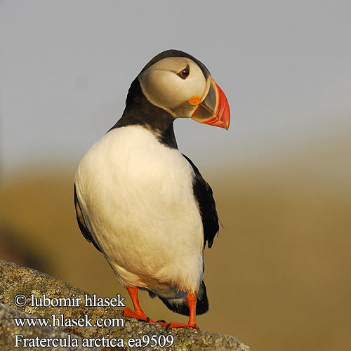 Fratercula arctica Lunnefågel Тупик ニシツノメドリ Papagaio-do-mar Mníšik bielobradý vysokozobý Maskonur Puffin Papageitaucher Macareux moine Frailecillo Atlántico papuchalk ploskozobý Lunde Papegaaiduiker