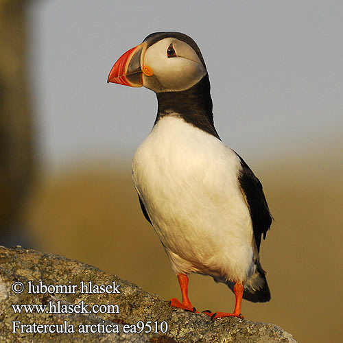 Fratercula arctica Тупик ニシツノメドリ Papagaio-do-mar Mníšik bielobradý vysokozobý Maskonur Puffin Papageitaucher Macareux moine Frailecillo Atlántico papuchalk ploskozobý Lunde Papegaaiduiker