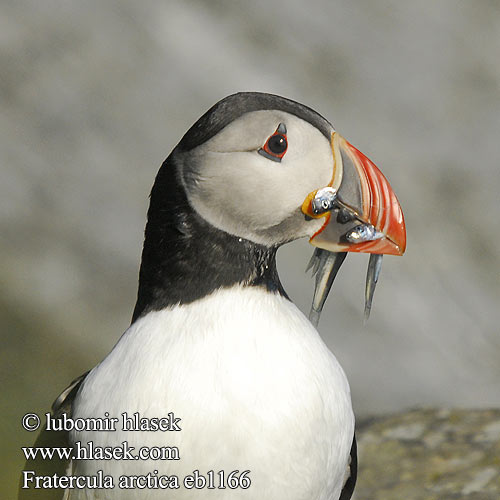 Fratercula arctica ニシツノメドリ Papagaio-do-mar Mníšik bielobradý vysokozobý Maskonur Puffin Papageitaucher Macareux moine Frailecillo Atlántico papuchalk ploskozobý Lunde Papegaaiduiker Lunni Pulcinella mare Lunde Lunnefågel Тупик