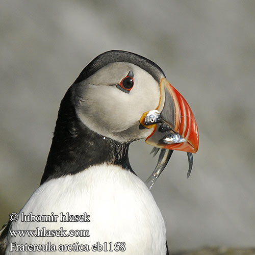 Fratercula arctica Papagaio-do-mar Mníšik bielobradý vysokozobý Maskonur Puffin Papageitaucher Macareux moine Frailecillo Atlántico papuchalk ploskozobý Lunde Papegaaiduiker Lunni Pulcinella mare Lunde Lunnefågel Тупик