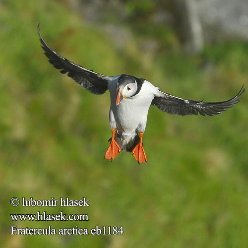 Fratercula arctica Mníšik bielobradý vysokozobý Maskonur Puffin Papageitaucher Macareux moine Frailecillo Atlántico papuchalk ploskozobý Lunde Papegaaiduiker Lunni Pulcinella mare Lunde Lunnefågel Тупик