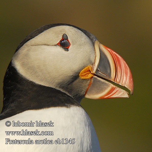 Fratercula arctica Maskonur Puffin Papageitaucher Macareux moine Frailecillo Atlántico papuchalk ploskozobý Lunde Papegaaiduiker Lunni Pulcinella mare Lunde Lunnefågel Тупик