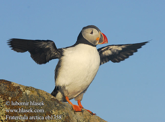 Fratercula arctica Puffin Papageitaucher Macareux moine Frailecillo Atlántico papuchalk ploskozobý ニシツノメドリ Papagaio-do-mar Mníšik bielobradý vysokozobý Maskonur Lunde Papegaaiduiker Lunni Pulcinella mare Lunde Lunnefågel Тупик