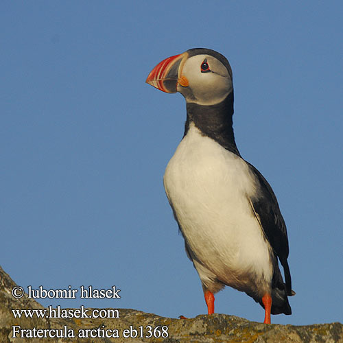 Fratercula arctica Papageitaucher Macareux moine Frailecillo Atlántico papuchalk ploskozobý ニシツノメドリ Papagaio-do-mar Mníšik bielobradý vysokozobý Maskonur Lunde Papegaaiduiker Lunni Pulcinella mare Lunde Lunnefågel Тупик