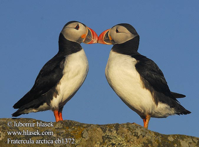 Fratercula arctica Macareux moine Frailecillo Atlántico papuchalk ploskozobý ニシツノメドリ Papagaio-do-mar Mníšik bielobradý vysokozobý Maskonur Lunde Papegaaiduiker Lunni Pulcinella mare Lunde Lunnefågel Тупик