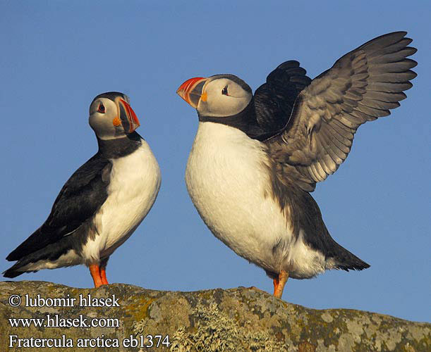 Fratercula arctica papuchalk ploskozobý ニシツノメドリ Papagaio-do-mar Mníšik bielobradý vysokozobý Maskonur Lunde Papegaaiduiker Lunni Pulcinella mare Lunde Lunnefågel Тупик Puffin Papageitaucher Macareux moine Frailecillo Atlántico