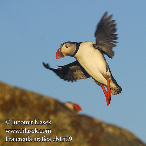 Fratercula arctica papuchalk ploskozobý ニシツノメドリ Papagaio-do-mar Maskonur Lunde Papegaaiduiker Lunni Pulcinella mare Lunde Lunnefågel Тупик Puffin Papageitaucher Macareux moine Frailecillo Atlántico