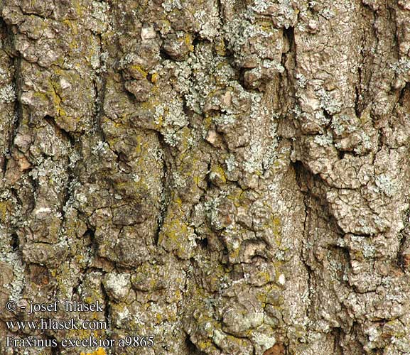 Fraxinus excelsior Almindelig Ask European Common Ash Harilik saar