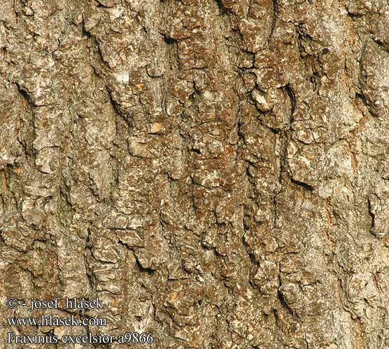 Fraxinus excelsior Harilik saar Saarni Frêne élevé Paprastasis uosis