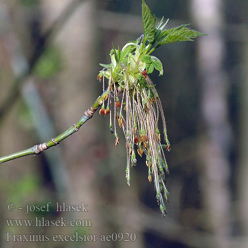 Fraxinus excelsior Paprastasis uosis Es boom Jesion wyniosły Freixo árvore