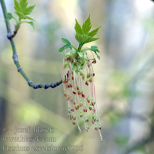 Fraxinus excelsior Gemeine Esche Jaseň štíhly Jasan ztepilý