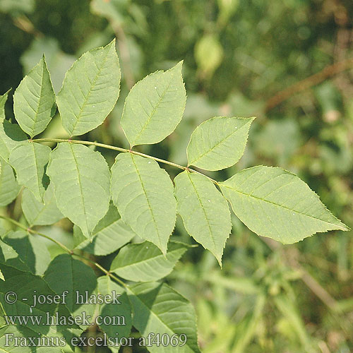 Fraxinus excelsior Jasan ztepilý Fresno Ясень высокий обыкновенный