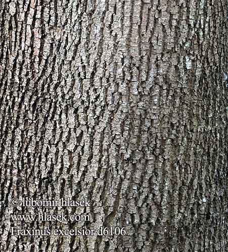 Fraxinus excelsior Common Ash Harilik saar Saarni Frêne élevé