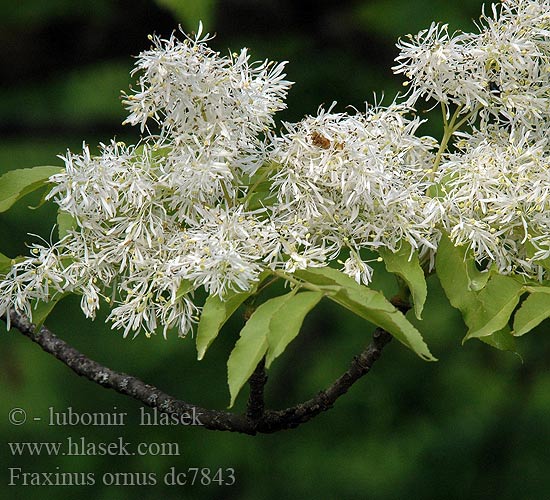 Fraxinus ornus Jasan zimnář Fresno Florido Manna-ask Çiçekli dişbudak