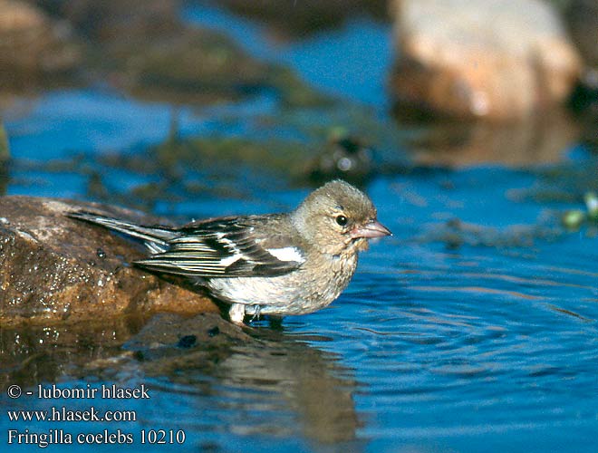 Fringilla coelebs Chaffinch Buchfink Pinson arbres