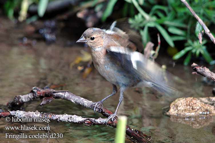 Fringilla coelebs 230