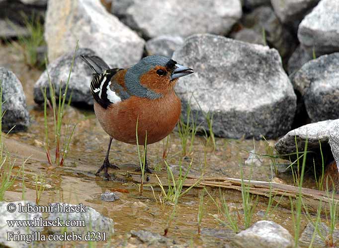 Fringilla coelebs 231