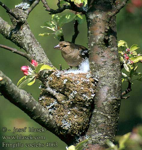 Fringilla coelebs 4063