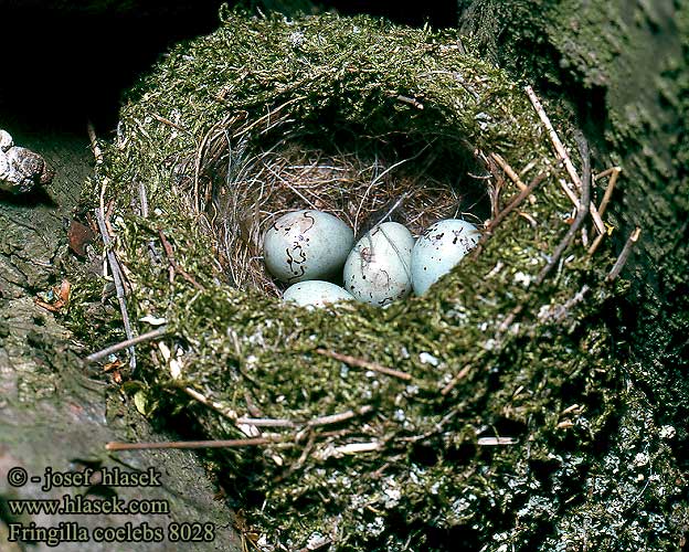Fringilla coelebs 8028