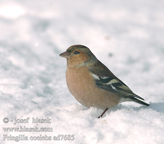 Fringilla coelebs ad7685