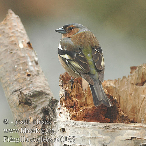 Fringilla coelebs ae1185