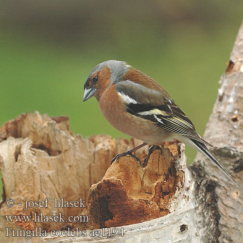 Fringilla coelebs ae1194