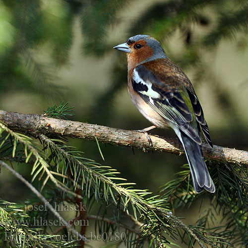 Fringilla coelebs bc0180