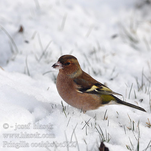 Fringilla coelebs be5227