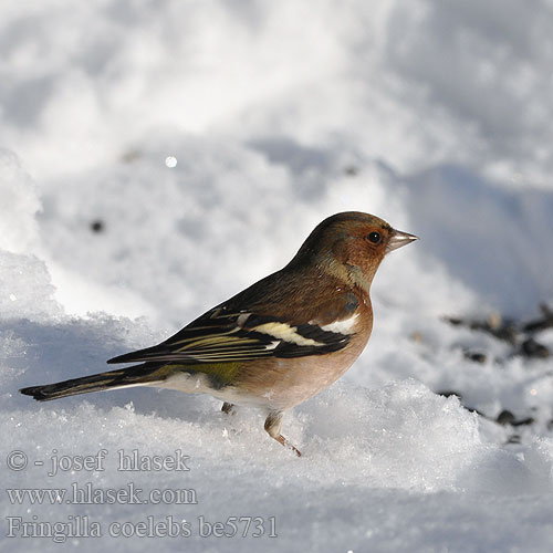 Fringilla coelebs be5731