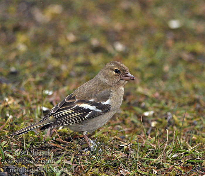 Fringilla coelebs Chaffinch Buchfink Pinson arbres