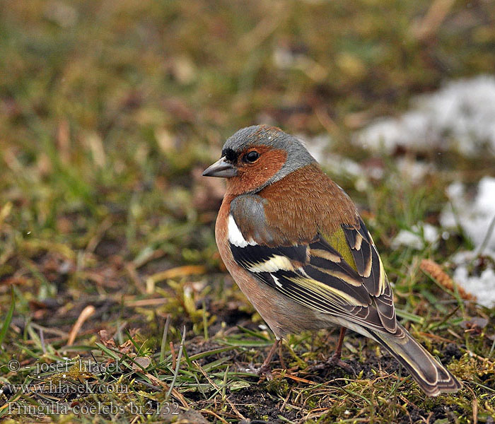 Fringilla coelebs Pinzón Común Pěnkava obecná Bogfinke