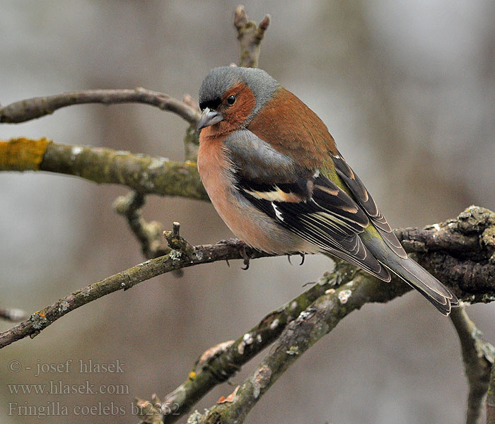 Fringilla coelebs Vink Peippo Fringuello Bokfink Bofink