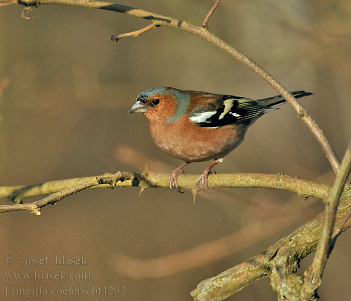 Fringilla coelebs Chaffinch