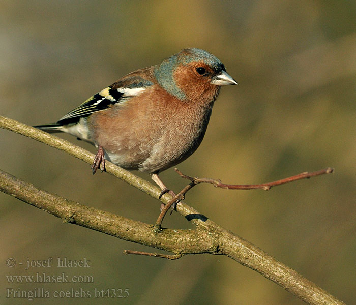 Fringilla coelebs Buchfink