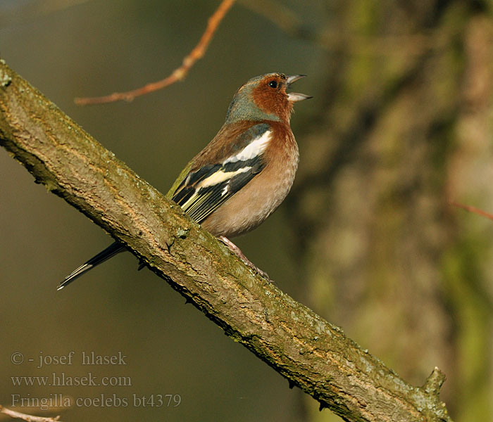 Fringilla coelebs Pinson arbres