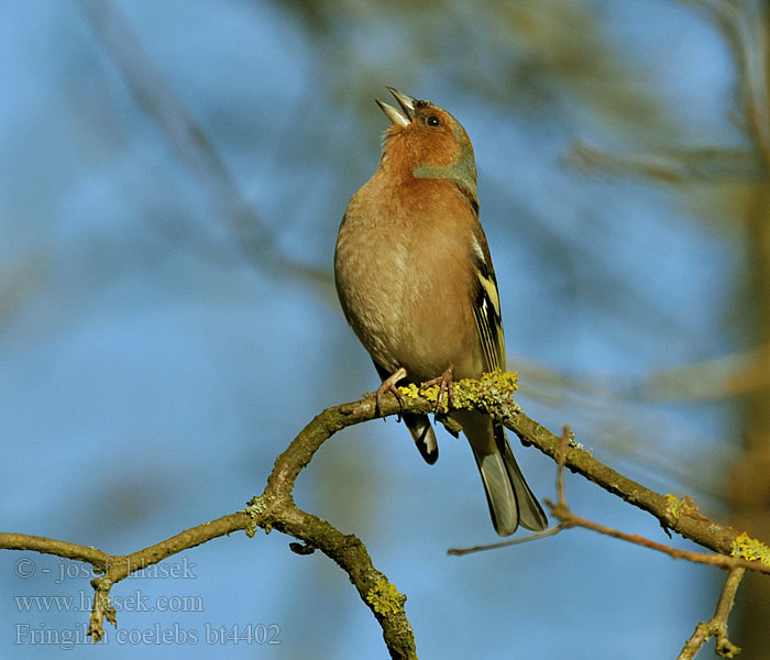 Fringilla coelebs Pinzón Común