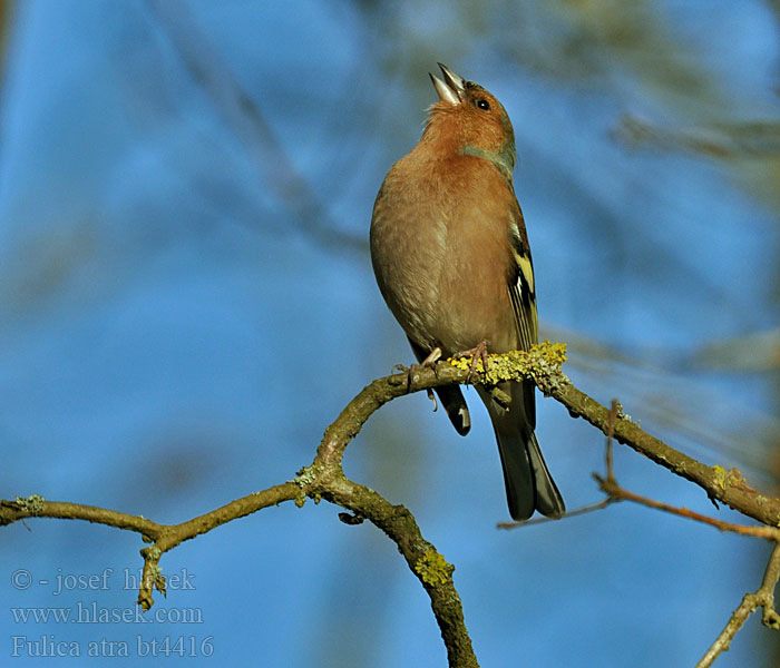 Fringilla coelebs Pěnkava obecná