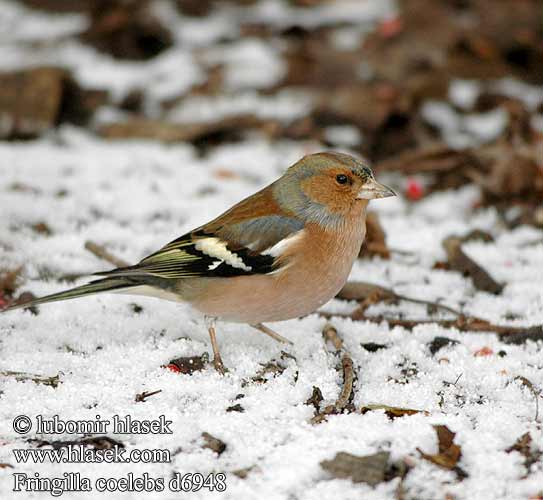 Fringilla coelebs d6948