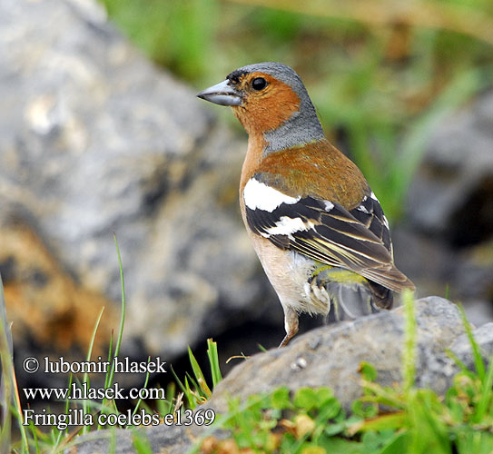 Fringilla coelebs e1369