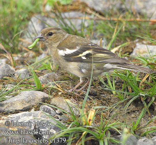 Chaffinch Buchfink Pinson arbres Pinzón Común