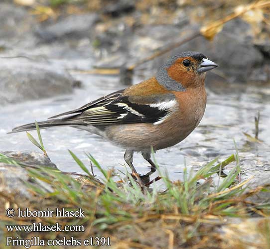 Fringilla coelebs e1391