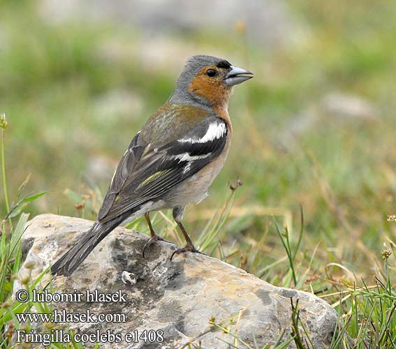 Fringilla coelebs e1408