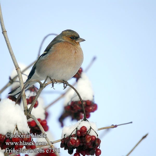 Fringilla coelebs e7391