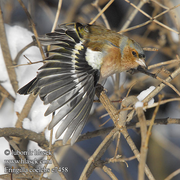 Fringilla coelebs e7458