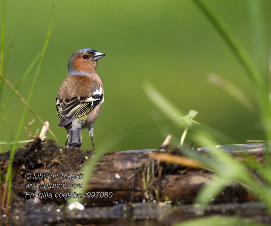 Fringilla coelebs