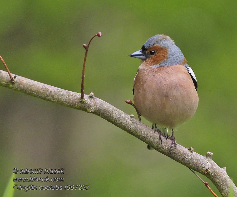 Fringilla coelebs