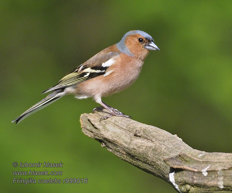 Fringilla coelebs