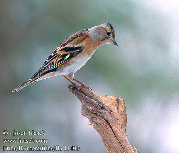 Fringilla montifringilla 11400